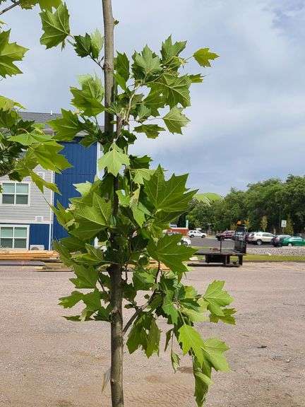 London Plane Tree