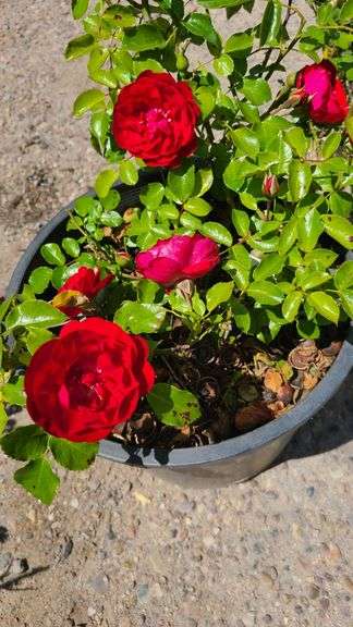 Rose Bush