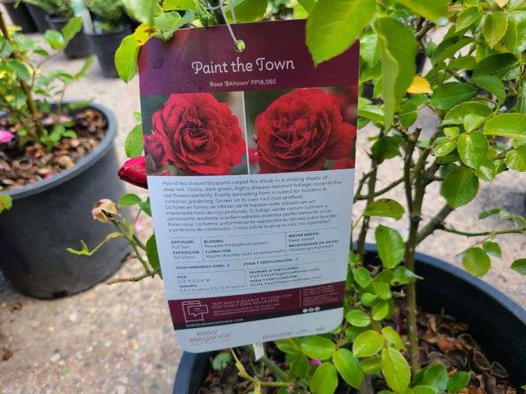 2) Rose Bush