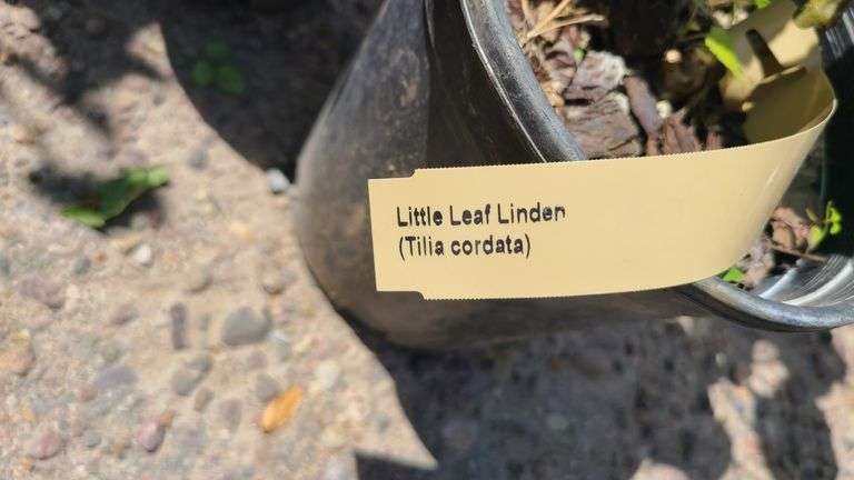 2) Little Leaf Linden