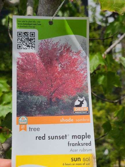 Red Sunset Maple