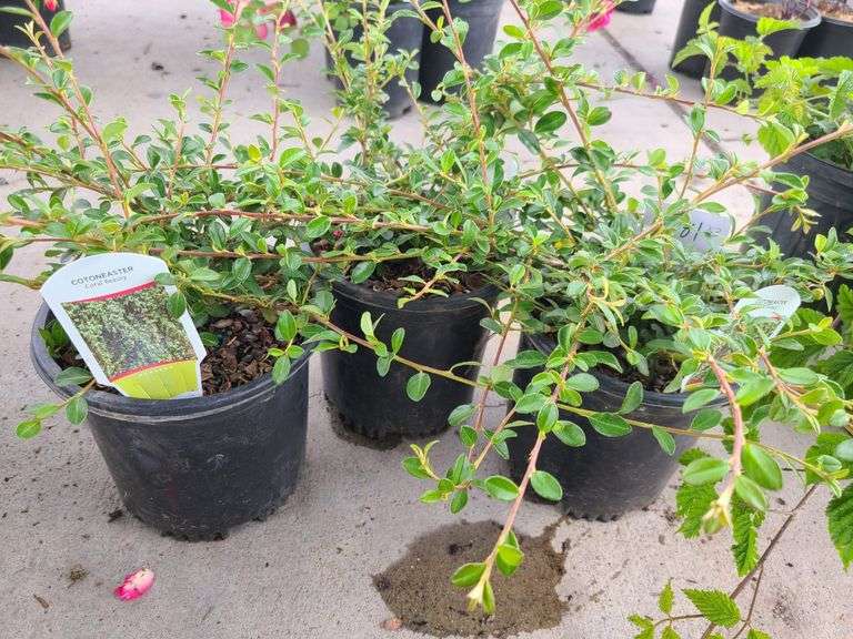 3) Cotoneaster Coral Beauty