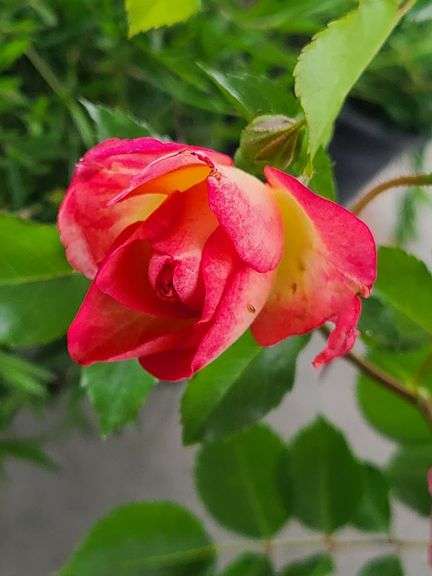 3) Rose Bush