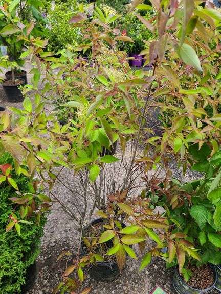 Gray Dogwood