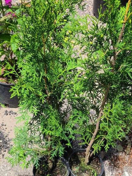 4) Green Giant Arborvitaes
