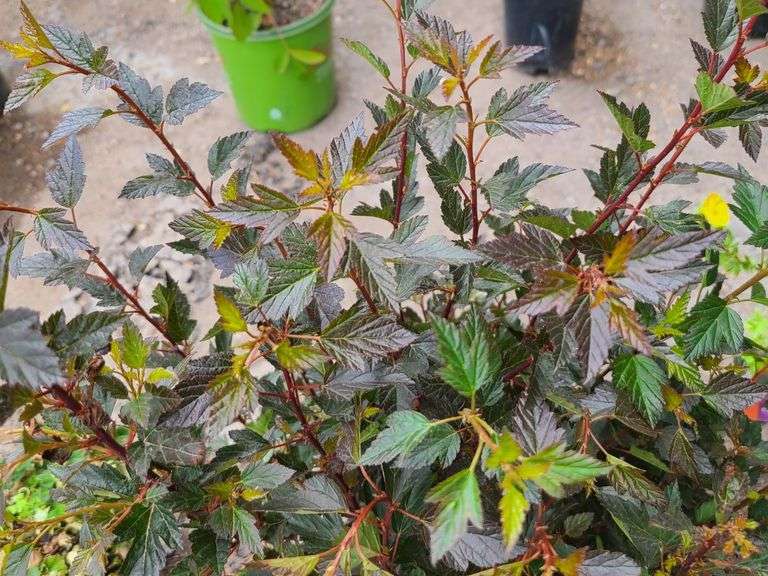 2) Little Devil Ninebark