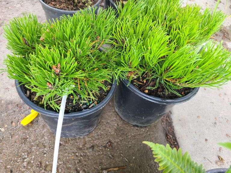 2) Dwarf Mugo Pine