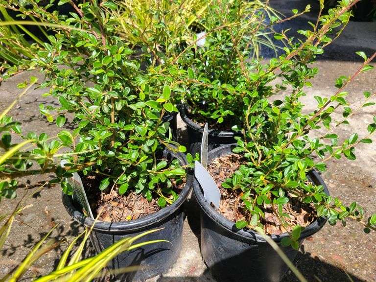 4) Cotoneaster Coral Beauty