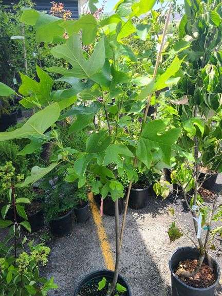 Tulip Tree
