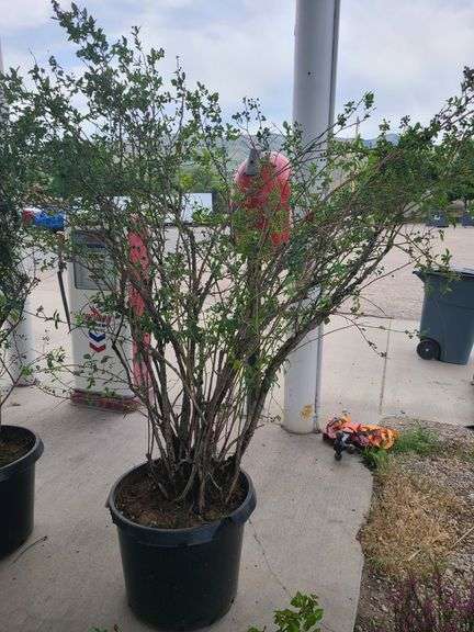 Bluecrop Blueberry Tree