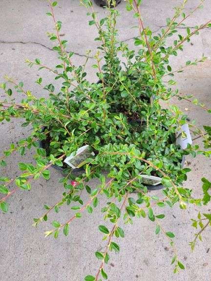 3) Cotoneaster Coral Beauty