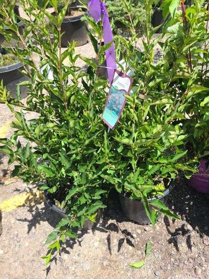 4) Miss Kim Lilac Plants