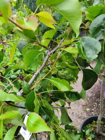 Pyrus Autumn Blaze, Apple Tree