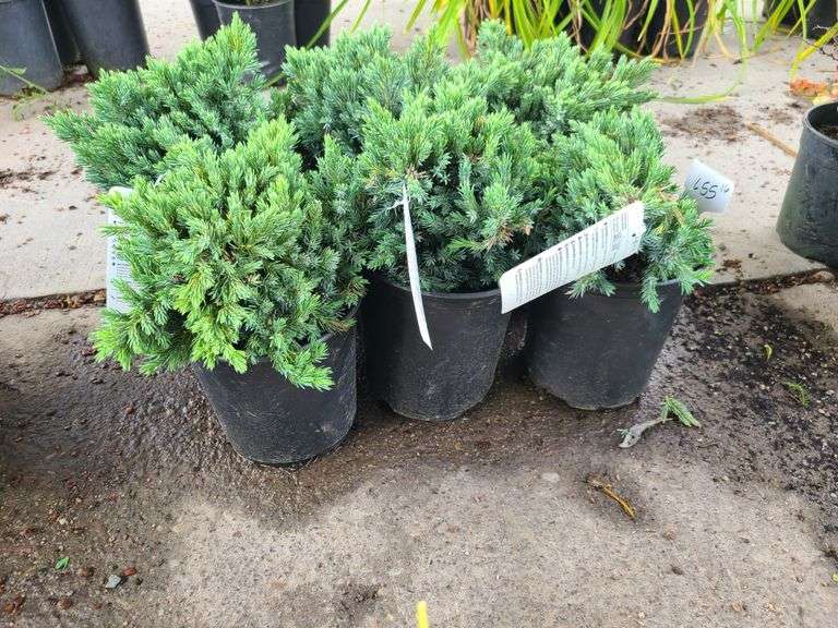 6) Blue Star Juniper