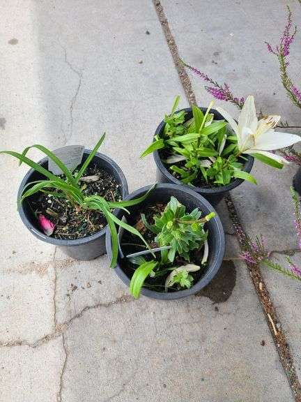 1) Hemercallis Happy Returns, 2) Dwarf Asiatic Lilies