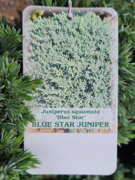6) Blue Star Juniper