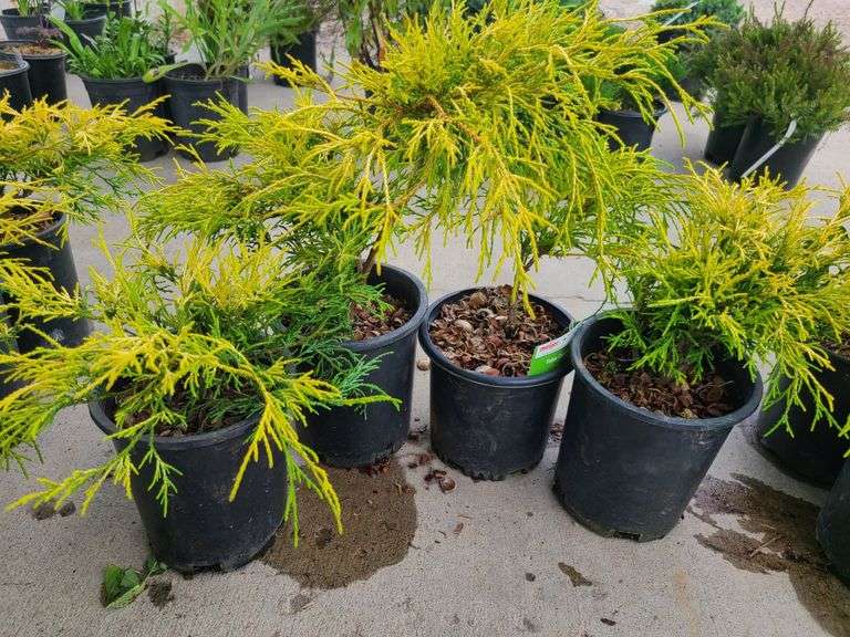 4) False Cypress