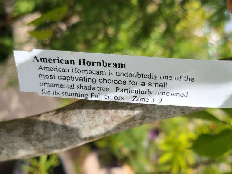 American Hornbeam Tree