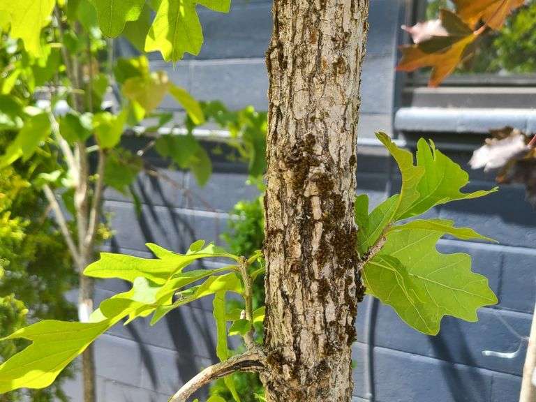 Oak Tree