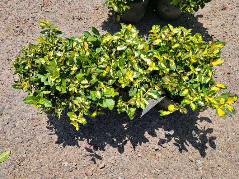 3) Moonshadow Euonymus Shrubs
