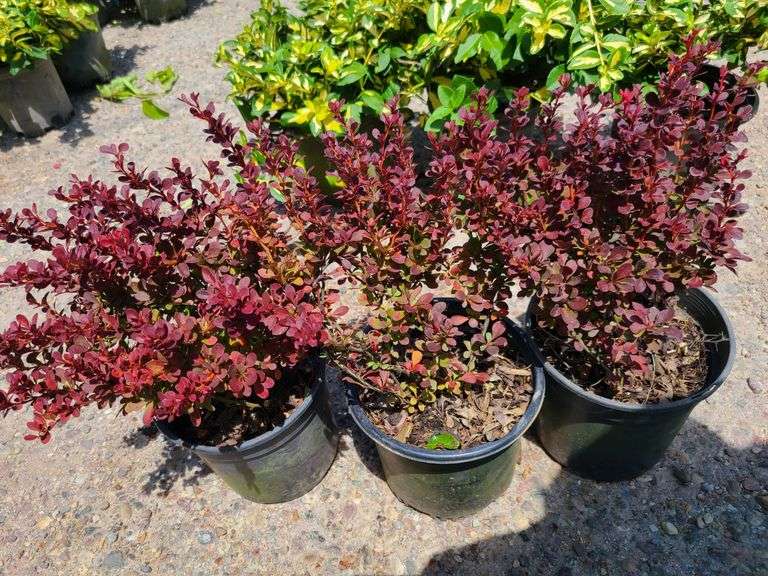 3) Barberry Bushes