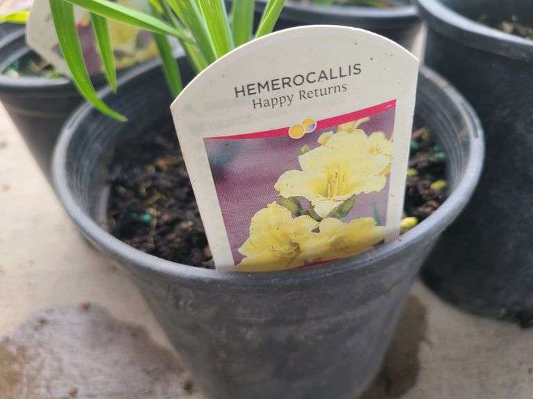4) Hemerocallis Happy Returns