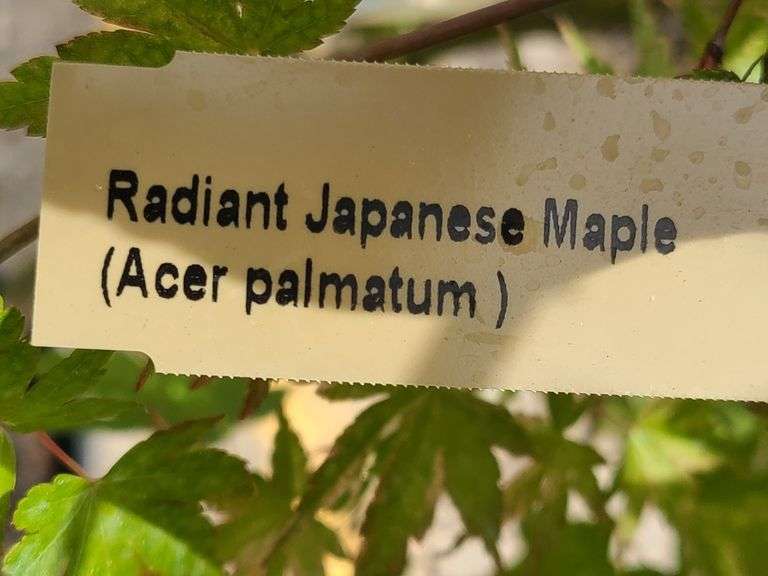 Radiant Japanese Maple