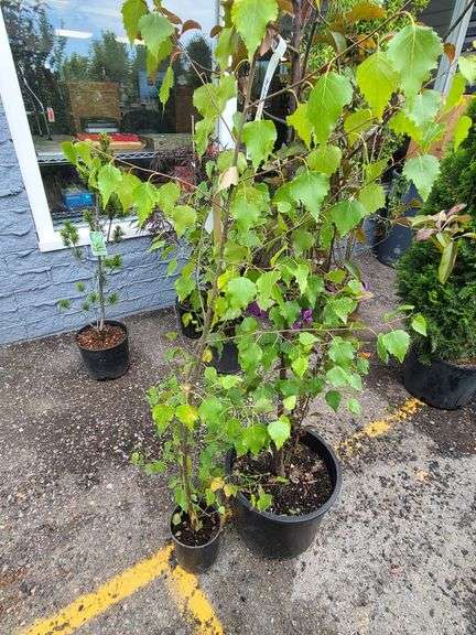 European White Birch, Flowering Crabapple