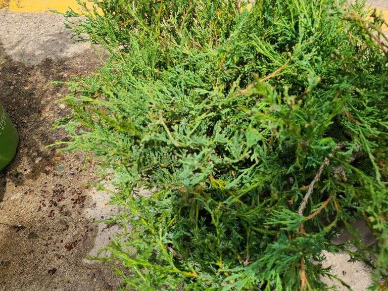 3)Andorra Juniper
