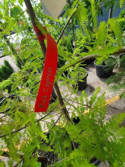 Bald Cypress