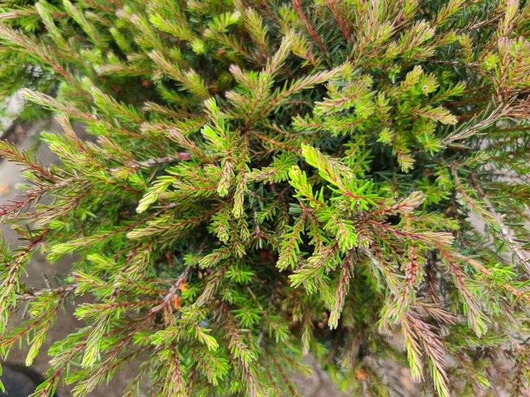 2) Evergreen Bush