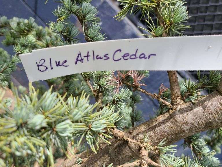 Blue Atlas Cedar