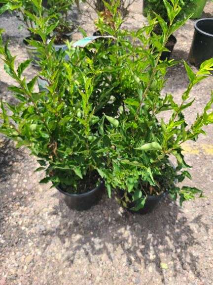 4) Miss Kim Lilac Plants