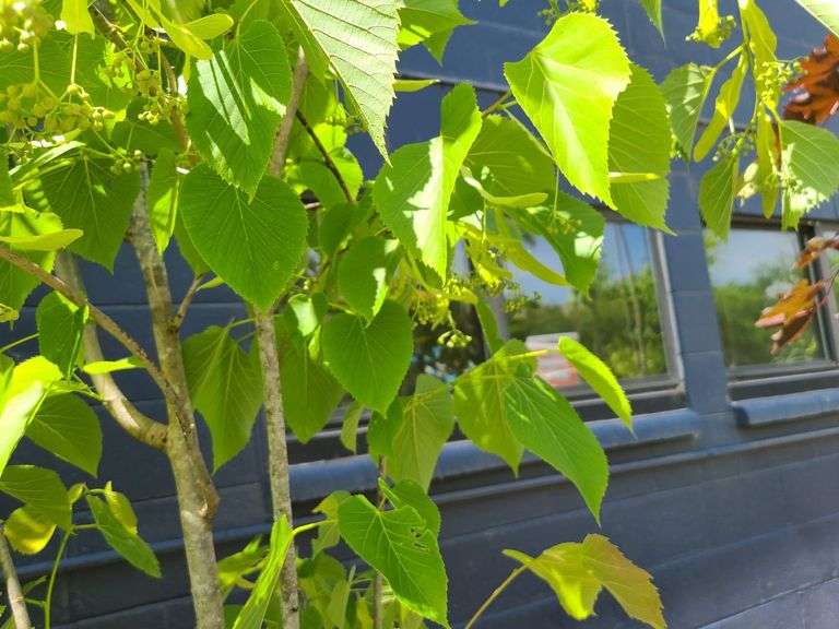 Linden Tree