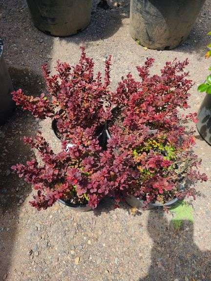 4) Royal Burgundy Barberry
