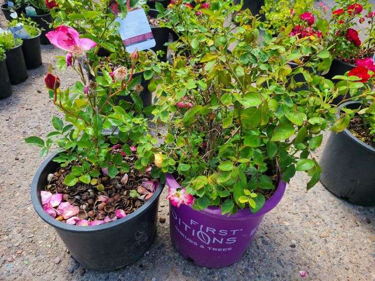 2) Rose Bushes