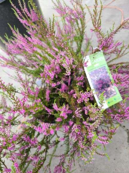 3) Purple Heather Calluna Vulgaris
