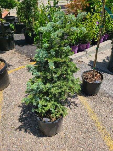 Spruce Tree