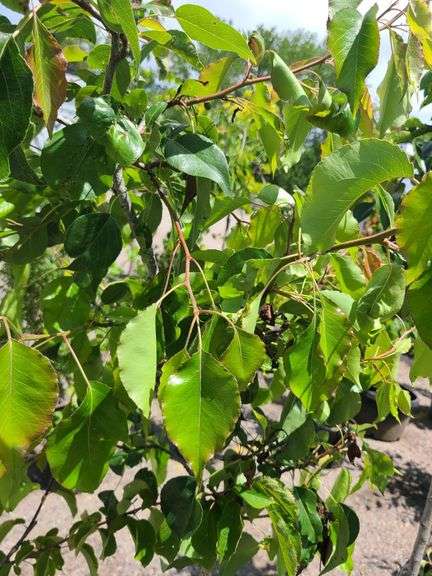 Bradford Pear, Cherry Tree