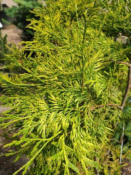2) Cypress