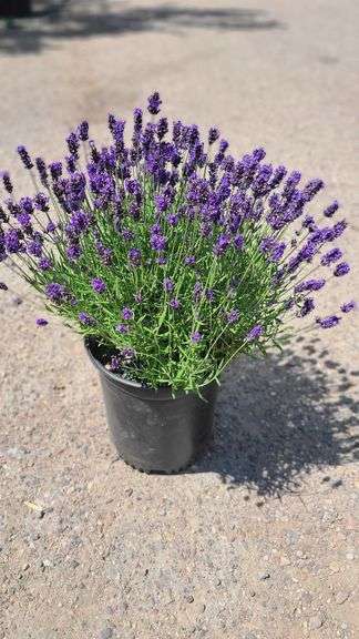 Lavender Bush
