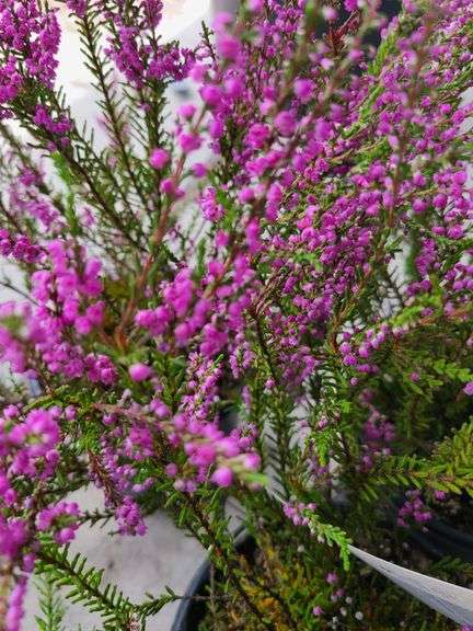 3) Purple Heather Calluna Vulgaris
