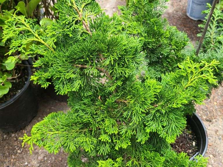 2) Hinoki Cypress