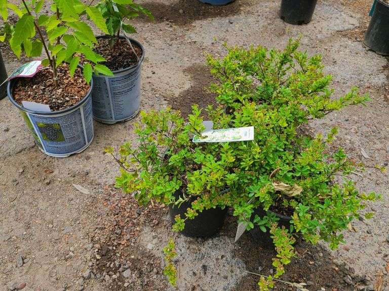 3) Snowmound Spirea