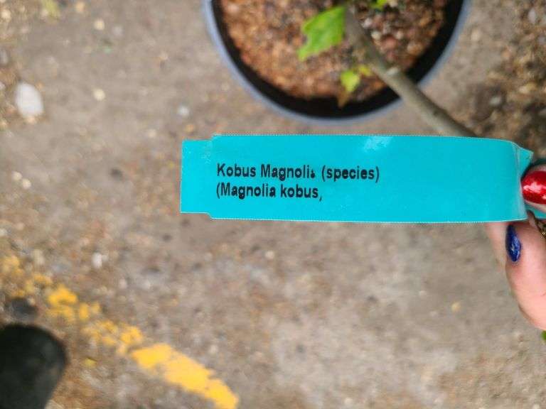 Kobus Magnolia