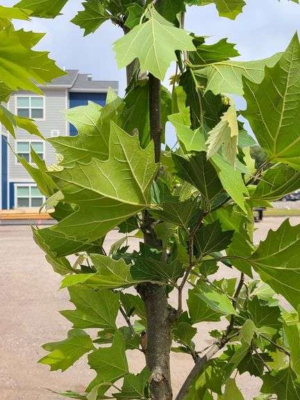 London Plane Tree