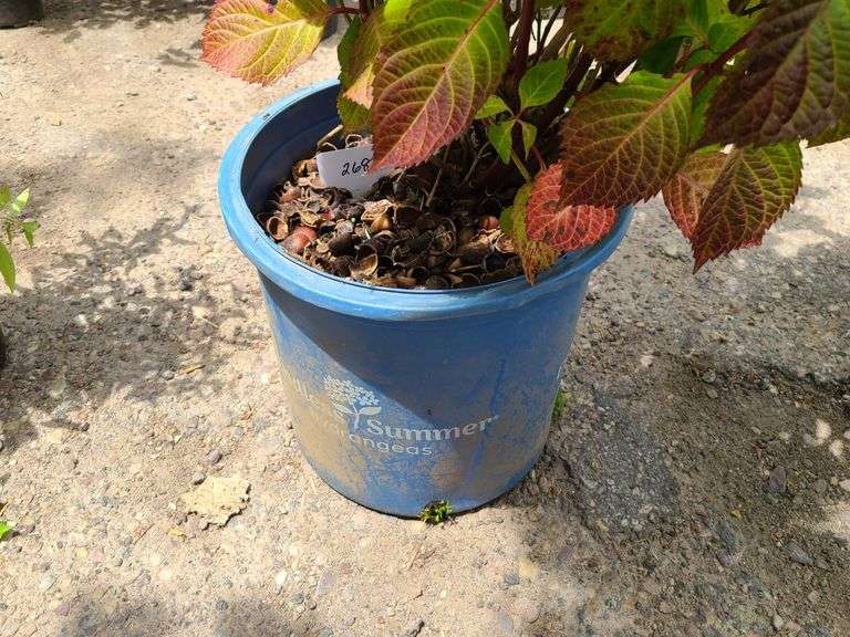Hydrangea