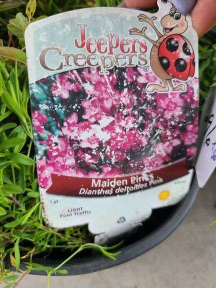 6) Maidens Pink