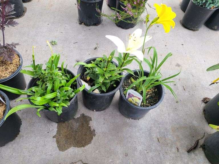 2) Hemerocallis Happy Returns, Dwarf Asiatic Lilly