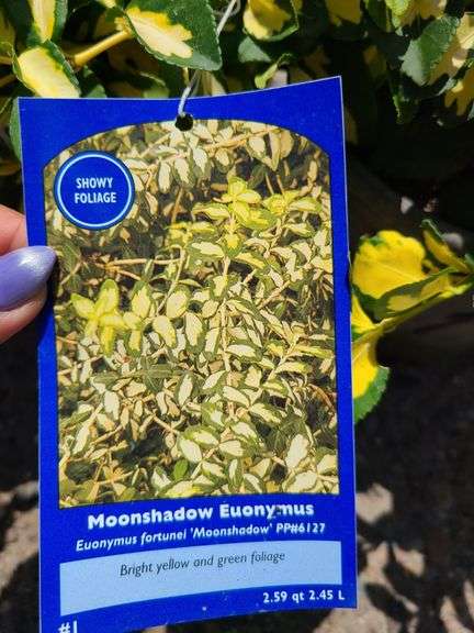 3) Moonshadow Euonymus Shrubs